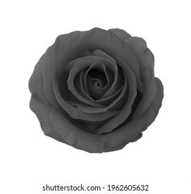 Pink Rose Flower Isolated On White Stock Photo 1962605632 | Shutterstock