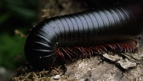 Giant African Millipede image - Free stock photo - Public Domain photo - CC0 Images