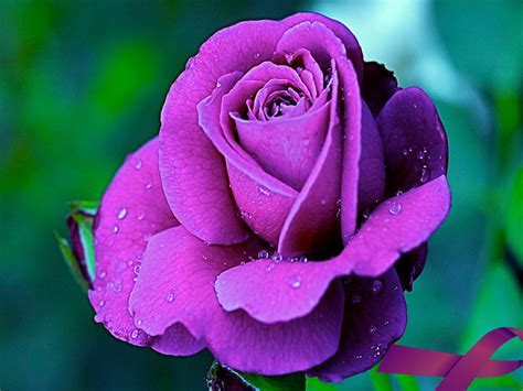 Purple Rose Flowers - Flower HD Wallpapers, Images, PIctures, Tattoos and Desktop Background