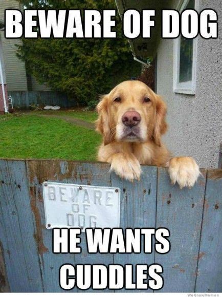 39 Funny Dog Memes You Need To See