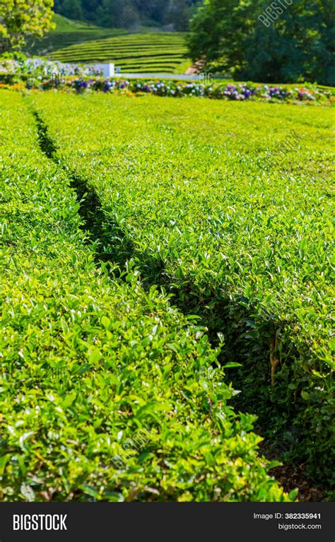 View On Tea Plantation Image & Photo (Free Trial) | Bigstock