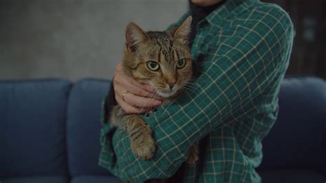 Portrait Of Curious Cute Shorthair Tabby Stock Footage SBV-339022551 - Storyblocks