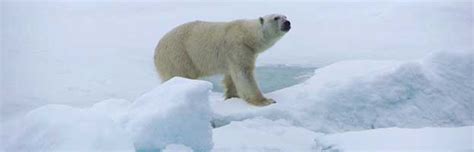 Polar Bear Habitat and Distribution