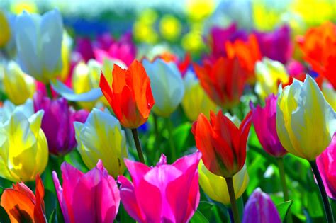 15 Best spring wallpaper tulips You Can Use It At No Cost - Aesthetic Arena