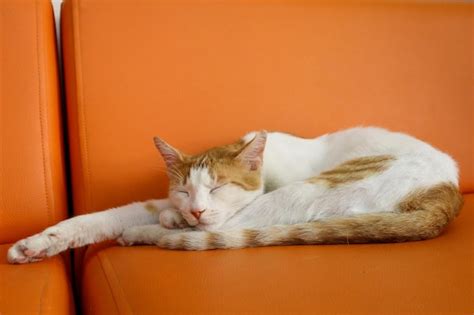 Premium Photo | A cat is sleeping on an orange couch with its eyes closed