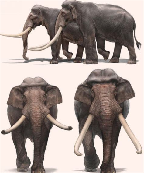 New Research Tracks Evolution of Extinct Straight-Tusked Elephants | Sci.News