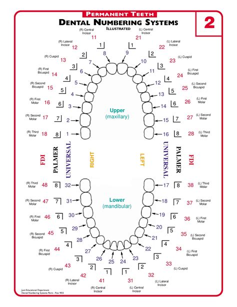 tooth chart — Mint Kids Dentistry - Blog- Mint Kids Dentistry by Dr. Soo Jun