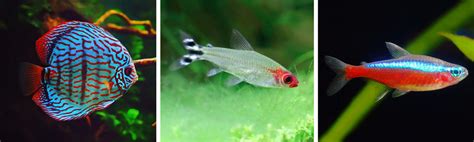 Freshwater Aquarium Fish Types With Pictures