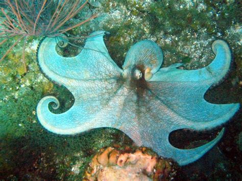 Caribbean Reef Octopus Information and Picture | Sea Animals