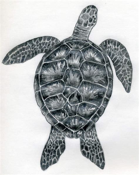 How To Draw A Turtle