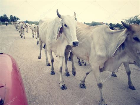 Cow and ox in rural Stock Photo by ©luknaja 59670527