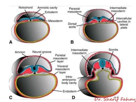 Intra-Embryonic Mesoderm (General Embryology)