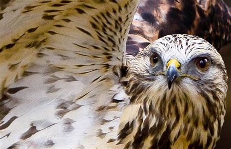 Do Hawks Hunt At Night? Learn About Hawks Hunting Habits | Animals, Animal love quotes, Animal ...