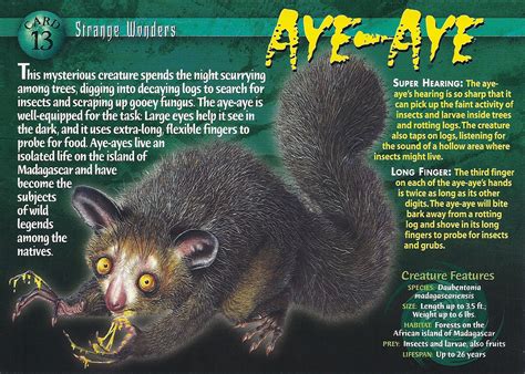 Aye-Aye | Weird n' Wild Creatures Wiki | Fandom