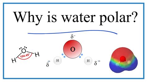 Describe the Polarity of a Water Molecule