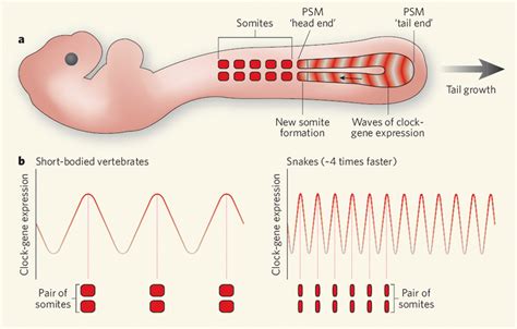 Speeding-up somitogenesis.a, Somites, the regular embryonic body... | Download Scientific Diagram