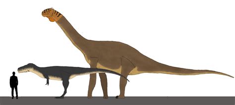 Cetiosaurus and Megalosaurus size comparison by Macrosaurus1 on DeviantArt