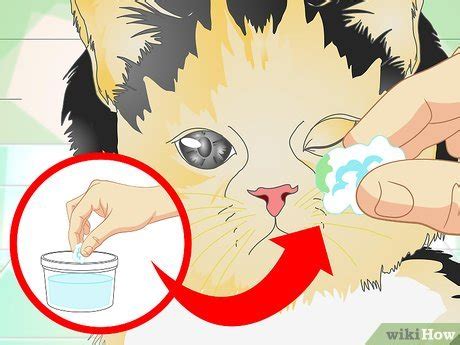 How to Treat Cat Eye Infection: 9 Steps (with Pictures) - wikiHow