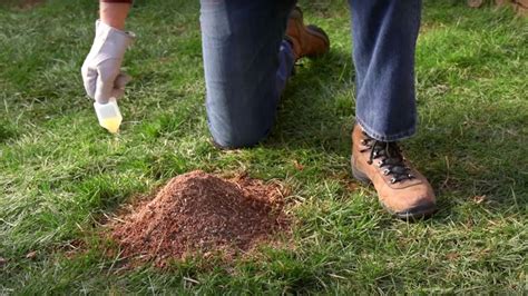 15 Ways to Get Rid of Ant Hills (Naturally or Chemically) | Rid of ants ...