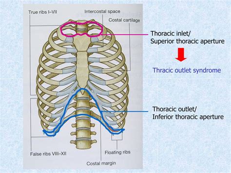 PPT - Chest wall, thoracic cavity and pleura PowerPoint Presentation, free download - ID:5301975