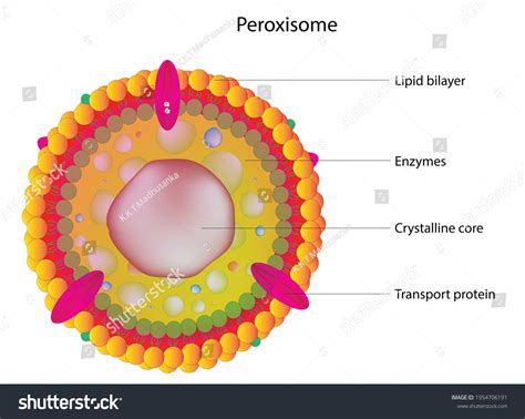 Peroxisome In Plant Cell