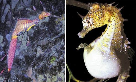 How male sea horses turn pregnant and carry their young