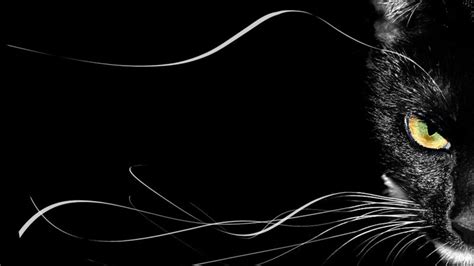 Black Cat Desktop Wallpapers on WallpaperDog