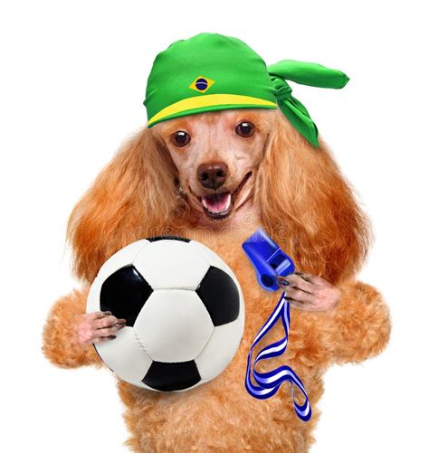 Dog playing football stock photo. Image of soccer, football - 39178314