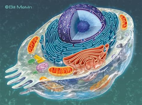 biology art | Biology art, Cell biology, Biology