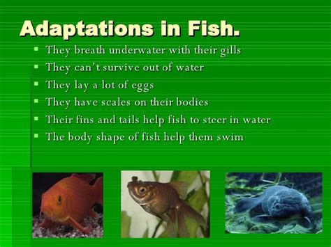 Adaptations In Animals Faulkner