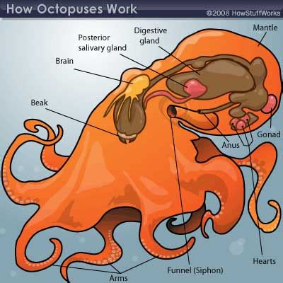 Octopus Body Plan | HowStuffWorks