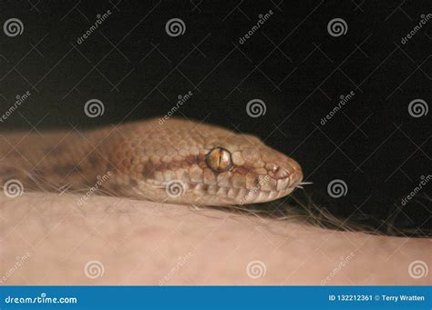 Detail of the Face and Body of a Pet Pygmy Python Stock Image - Image of face, australian: 132212361