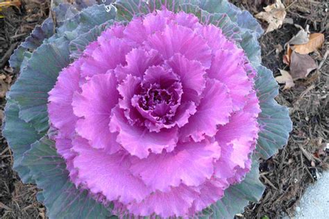 9 Top Types of Ornamental Cabbage (Flowering Kale)