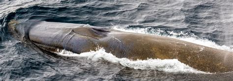 An extraordinarily rare Antarctic blue whale | Smithsonian Photo Contest | Smithsonian Magazine