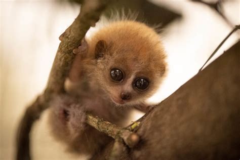 A Rare Pygmy Slow Loris Was Born At The Columbus Zoo And It's The Cutest Little Thing In Columbus