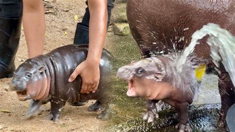 Moo-Deng the Baby Hippo: Trending Videos Gallery | Know Your Meme