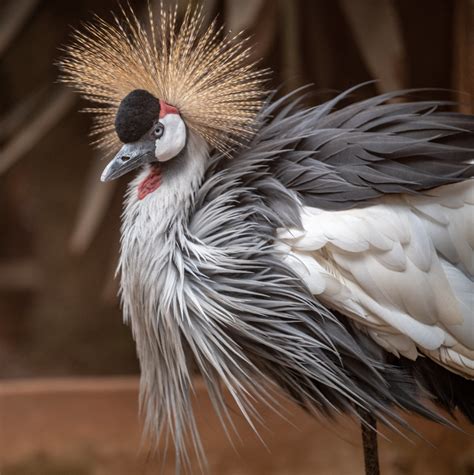 African Crowned Crane | Starmind Conservation