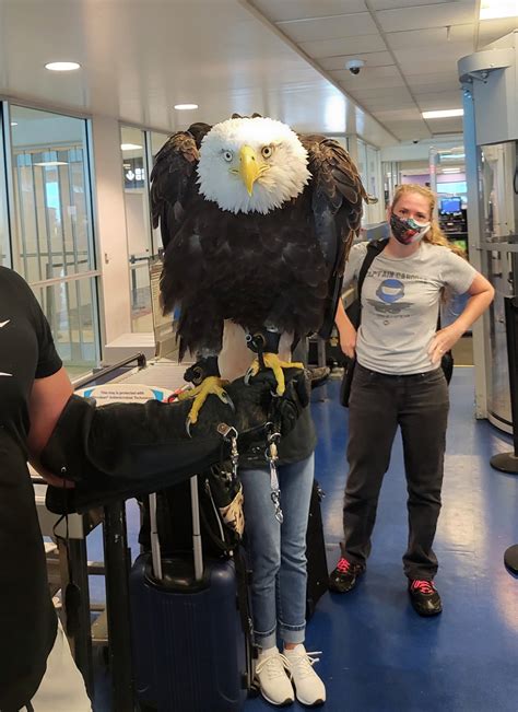 Why a bald eagle was seen traveling through a North Carolina airport this week - ABC News