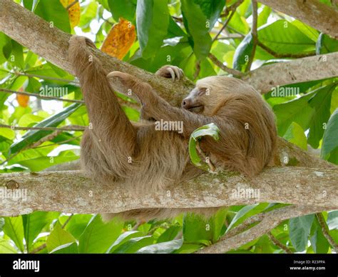 Sloth Sleeping In Tree Stock Photos & Sloth Sleeping In Tree Stock Images - Alamy