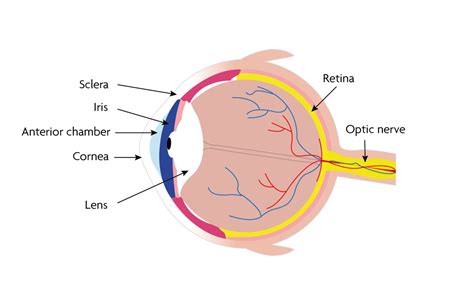 Sclera Function Define - Celera Anda