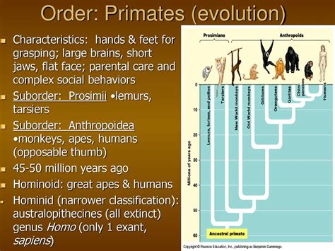 Vertebrate Evolution and Diversity - ppt download