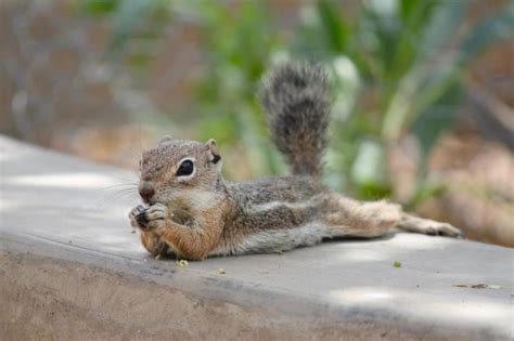 17 Best images about Baby chipmunk on Pinterest | Gardens, The karate kid and The flowers