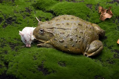 Bullfrog - Worldwide Nature