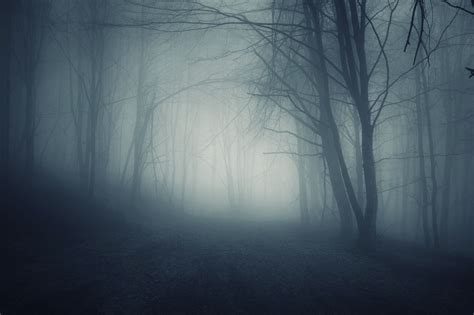 Dark Forest Foggy Night | Haunted forest, Forest photos, Fantasy landscape