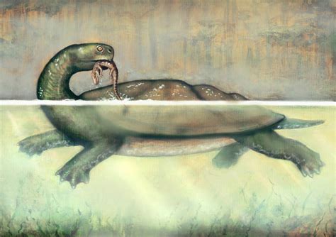 Smithsonian Insider – Giant prehistoric turtle from Colombia chomped everything in sight ...