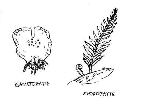 Label each drawing of a fern as either the sporophyte or the | Quizlet