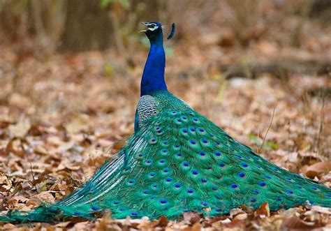 Peacock Symbolism & Meaning (+Totem, Spirit & Omens) | World Birds