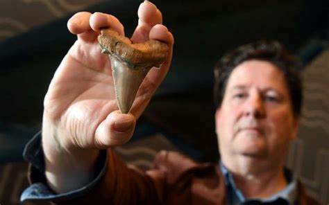 Rare Set of Ancient Giant Shark Teeth Found in Australia