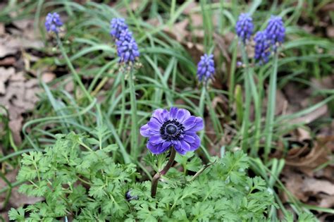 Blue Poppy Anemone And Muscari Free Stock Photo - Public Domain Pictures