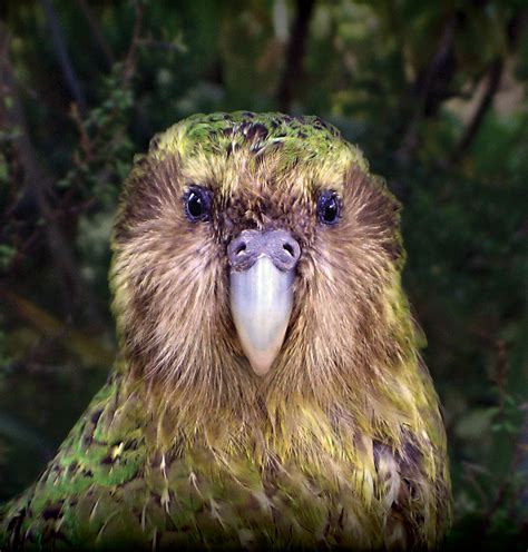 Kakapo Sounds